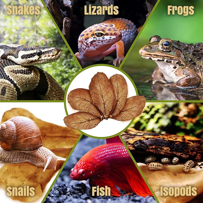 SunGrow Leaf Litter for Snakes, 10 Pcs Medium Indian Almond Catappa Leaves Substrate Maintain Humidity in Corn Snake and Ball Python Terrarium, 7-8 Inches, Reptile Tank Decor Accessories