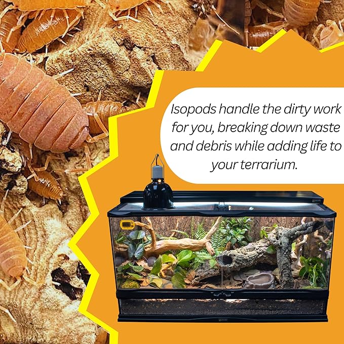Live 25ct Powder Orange Isopods (Porcellionides Pruinosus) Cleanup Crew & Reptile Food
