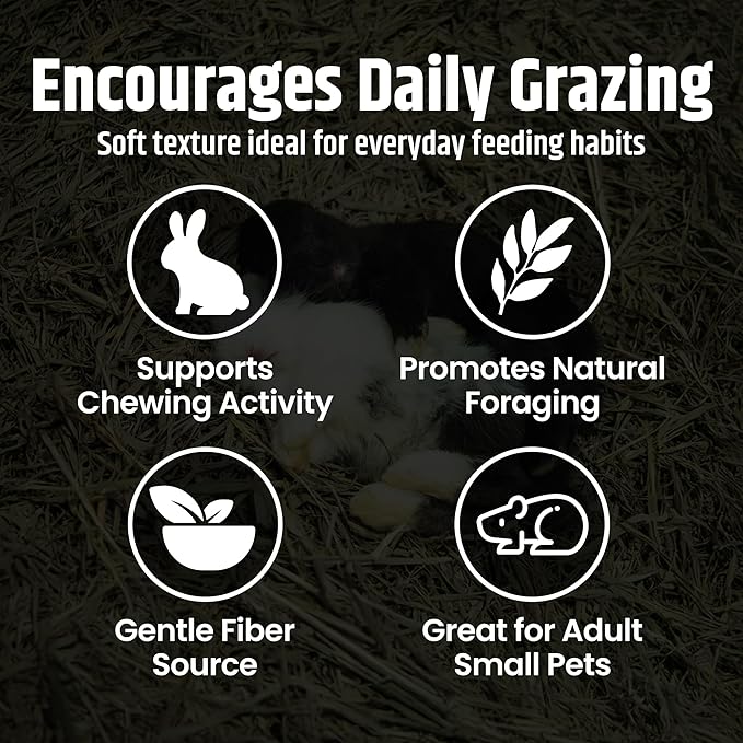High Desert Orchard Grass Hay, Natural Orchard Hay for Rabbits Guinea Pigs Hamsters and Chinchillas, Soft Leaf Texture for Grazing and Foraging, Small Pet Supplies, Fresh Hand Packed Hay Box, 16 Lb