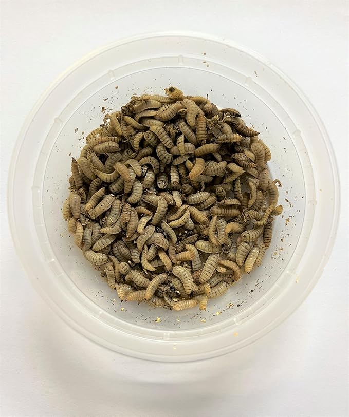 Black Soldier Fly Larvae (Large, 500, Count)