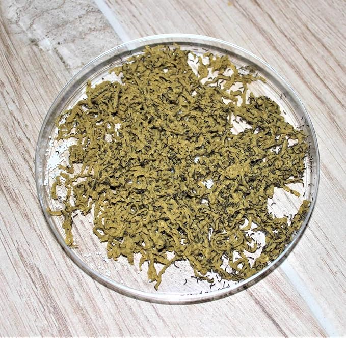 1,000 Count Live Silkworm Eggs Bombyx Mori (Pack of 1)
