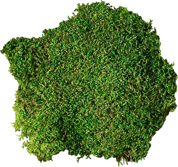 Galápagos (05350) Humid Environment Terrarium Kit – Essential Moss Accessories for Dart Frogs, Iguanas, Chameleons & Reptile Tanks