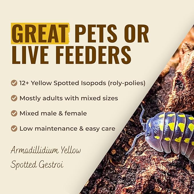 12+ Armadillidium Yellow Spotted Gestroi - Live Isopods for BioActive Terrariums, Vivarium Clean-up Crews, and Reptile Food