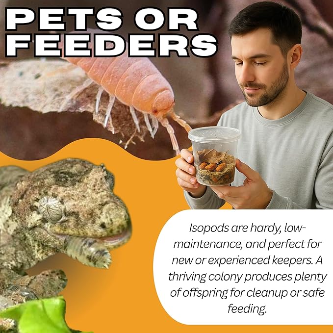 30 Count Powder Orange Isopods (Porcellionides Pruinosus) Bioactive Cleanup Crew & Reptile Food