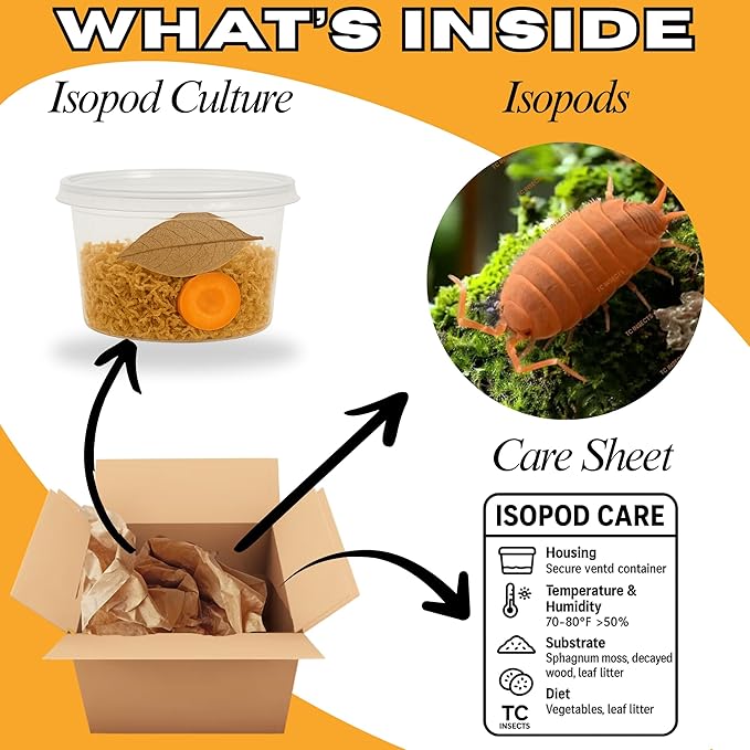 30 Count Powder Orange Isopods (Porcellionides Pruinosus) Bioactive Cleanup Crew & Reptile Food