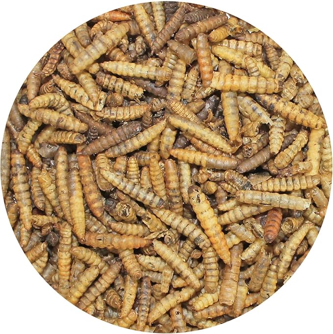 Bulk Dried Black Soldier Fly Larvae (10 oz.) - High-Calcium Insect Treat - Chickens, Wild Birds, Hedgehogs, Bluebirds, Reptiles, Sugar Gliders, Opossums, Skunks, Lizards, Bearded Dragon, Fish