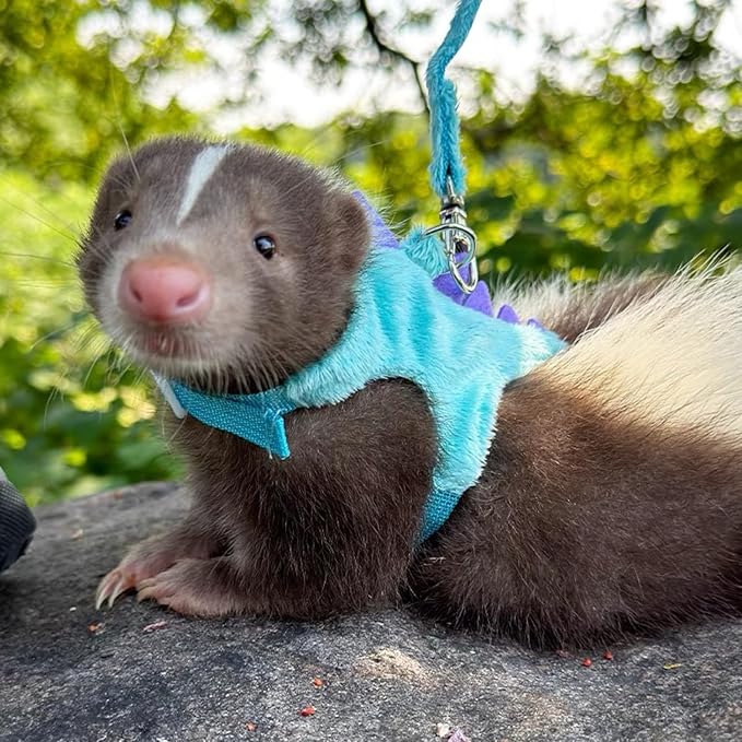 Bearded Dragon Harness and Leash Set - Soft Fleece Dinosaur Vest with Safe Bell Adjustable Lizard Traction Rope Escape Proof Outdoor Walking Training Leash for Ferret Rat Kitten Puppy (Blue)