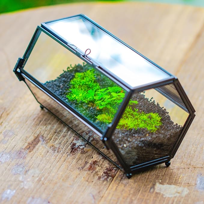 NCYP Small Glass Terrarium Enclosure with Mesh & Door for Tiny Beetle, Jumping Spiders, Hexagon Vented Glass Terrarium 6.8'' x 4.1'' x 3.6'', Indoor Decor, Black (Plants Not Include)