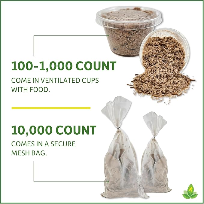 Josh's Frogs Mealworms (100 Count)