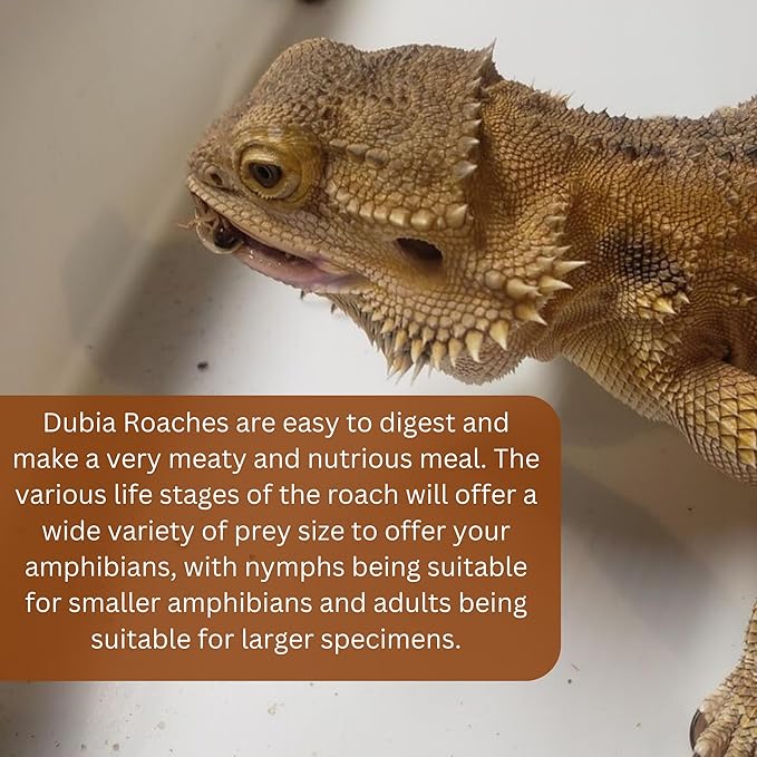 100 Extra Small Live Dubia Roaches in Container Live Reptile Food for Bearded Dragons Turtles Lizards Frogs & Toads Feeder Insects