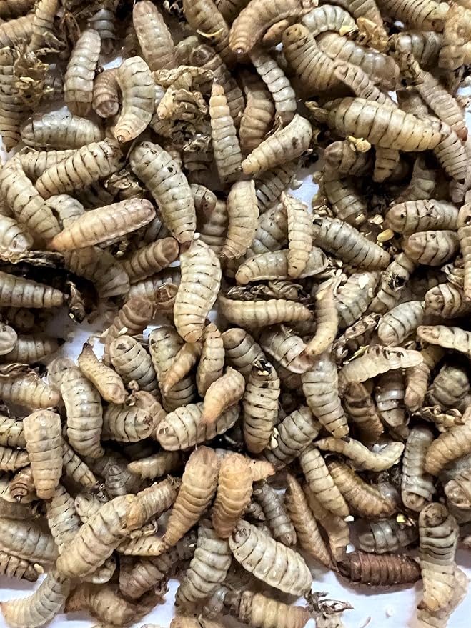 Black Soldier Fly Larvae (Large, 500, Count)