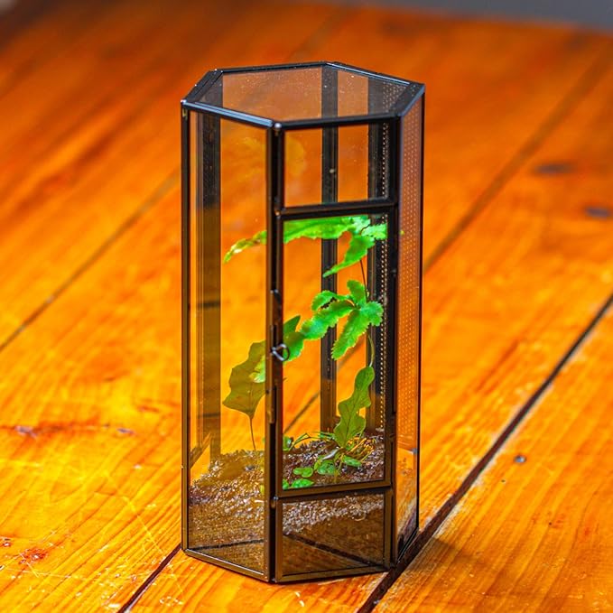 NCYP Glass Enclosure Terrarium with Mesh and Door for Small Spiders - Hexagon Shape, Small Mantis Vented Glass Terrarium 4.1'' x 3.6'' x 7.8'', Tabletop Decor, Black (Plants Not Include)