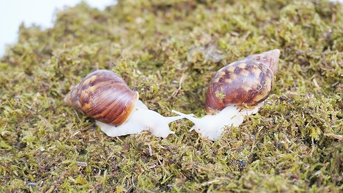 5oz Pet Snail Substrate, Ideal Terrarium Habitat Supplies