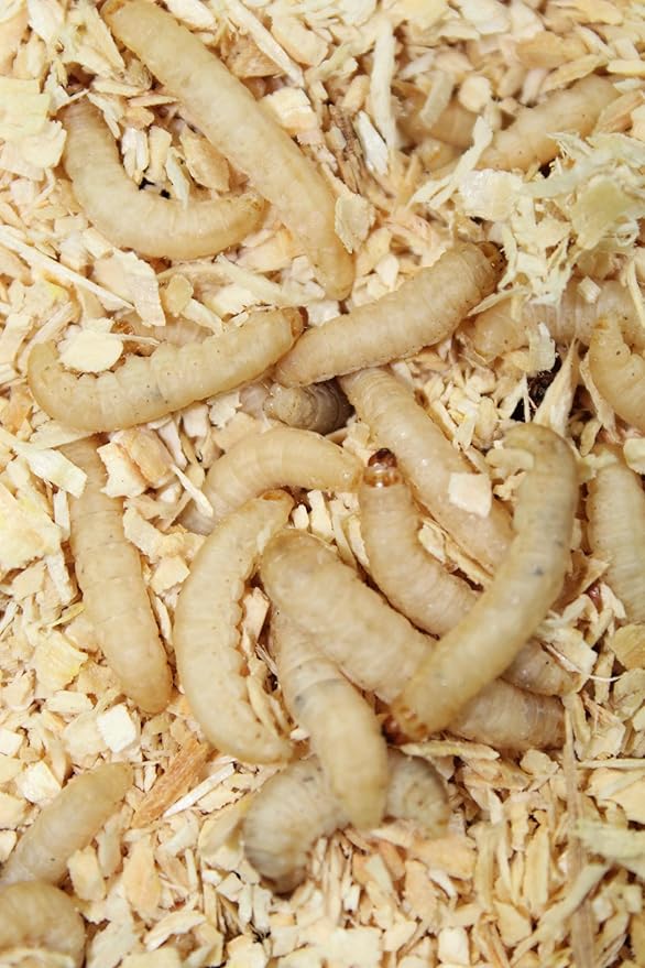 Live Waxworms 250 Count