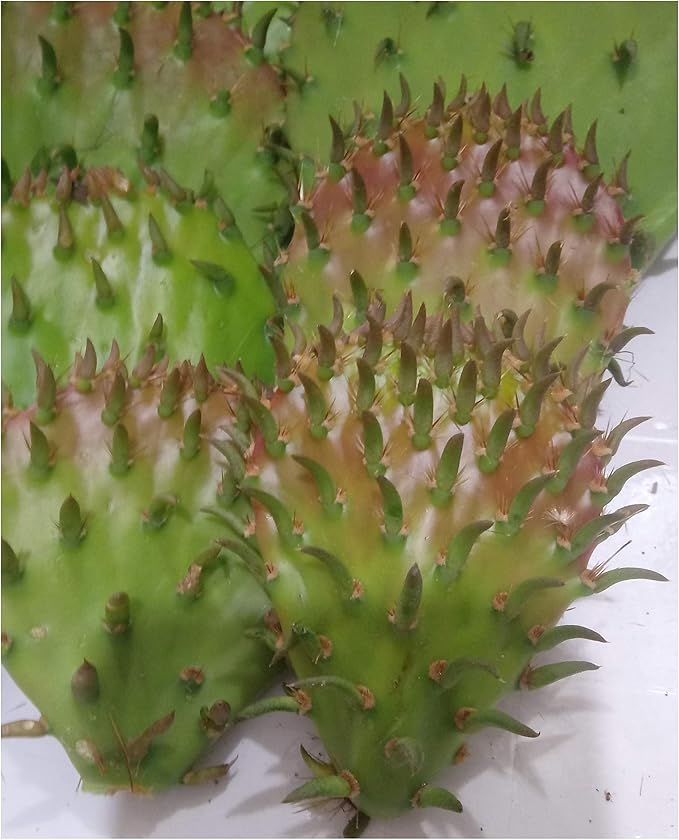 12 Oz FRESH Tortoise Turtle Iguana Reptile SUPER FOOD Spineless Opuntia Prickly Pear Cactus