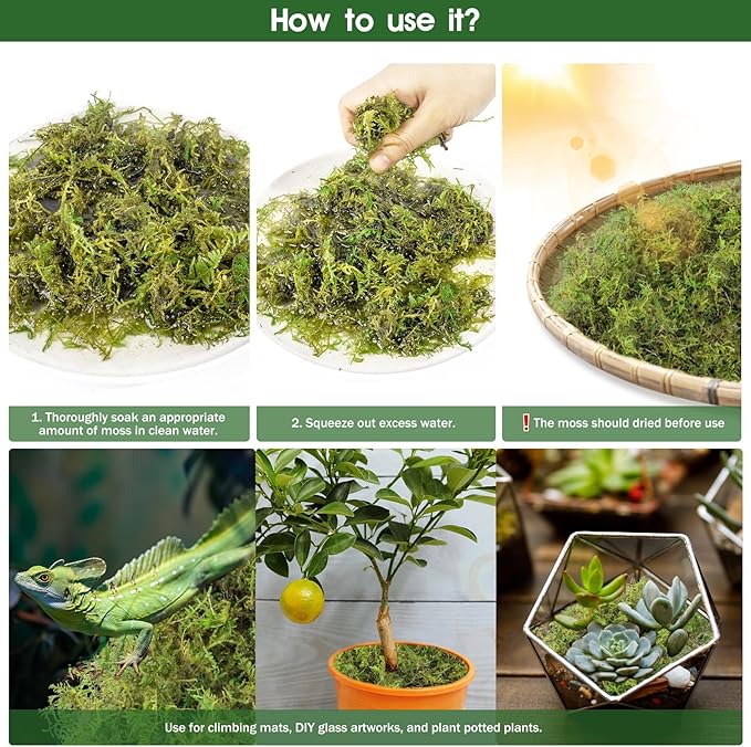 14OZ Sphagnum Moss for Reptiles, Terrarium Natural Green Dried Peat Habitat Bedding Plants for Snakes Gecko Forest Frogs and Turtle Accessories Substrate (50QT)