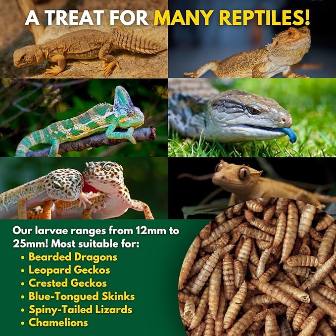 Black Soldier Fly Larvae, Bearded Dragon Food, Bugs for Reptiles, Worms for Geckos, Insect Protein, Baby Bearded Dragon Food, Made in USA (1 Pound (Pack of 1))
