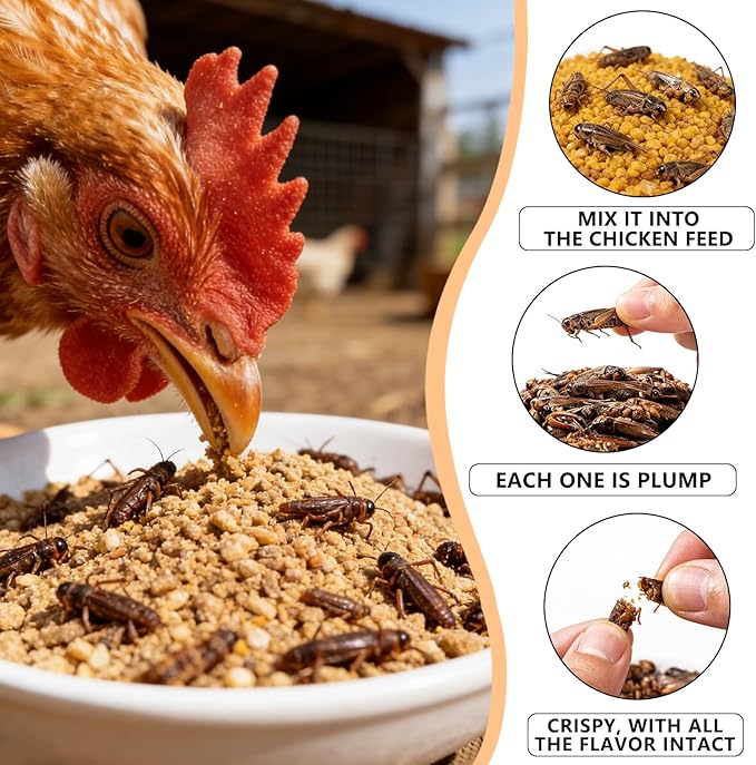 Dried Crickets - High Protein Insect Treat - Chickens, Wild Birds, Hedgehogs, Bluebirds, Reptiles, Sugar Gliders, Opossums, Skunks, Lizards, Bearded Dragons, Fish, Amphibians, Turtles (4 oz)