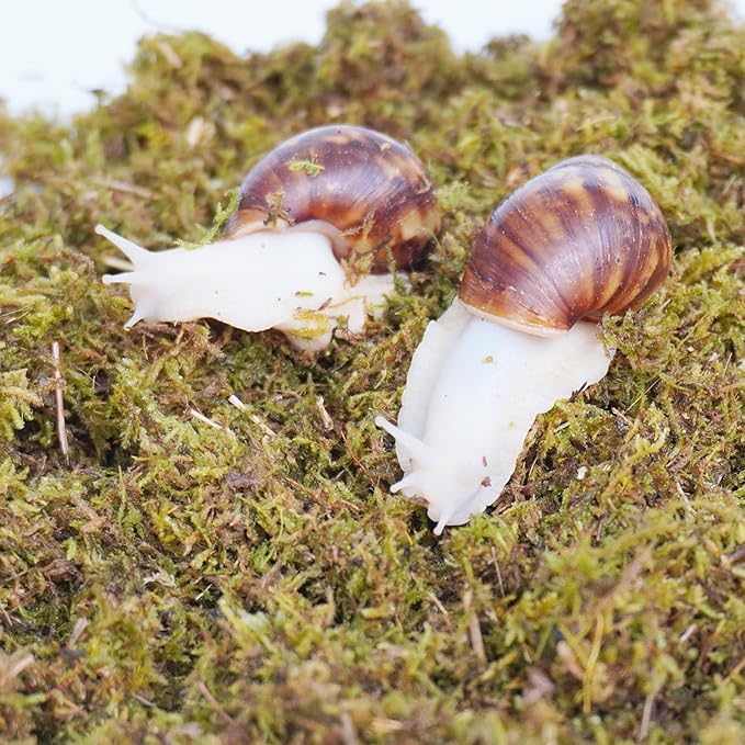 5oz Pet Snail Substrate, Ideal Terrarium Habitat Supplies