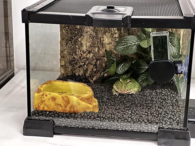 AWXZOM Mini Reptile Glass Terrarium Tank, cage for Tarantula Sling Geckos, Frog, Lizards, Chameleons,Turtles Snake Snail Insect Hermit Crab Isopods Reptiles Enclosure (7.9x7.9x5.7inch)