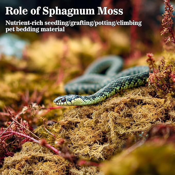 RAINFLOW Sphagnum Moss for Reptiles - 5.6 OZ Reptile Peat Moss for Terrarium Bedding Reptiles Snake Substrate for Reptile Tank, Snake, Leopard Gecko, Ball Python, Crested Gecko, Turtle, Frog, Hamster