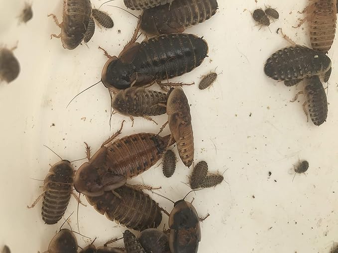 Mixed Sized Dubia Roaches 200 Ct | Sizes 1/4 inch, 1/2 inch, 1 inch |Reptile Food Live Arrival | Includes Insect Food