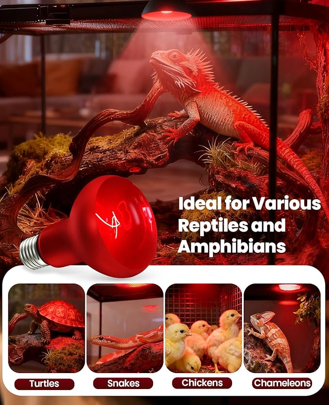 KINDEEP Infrared Heat Lamp Bulbs: 75W Reptile Heat Light 2 Pack - Red Basking Spot Light Bulbs Reptile Heating lamp for Lizard Bearded Dragon Turtle Snake Leopard Gecko Tortoise Chickens