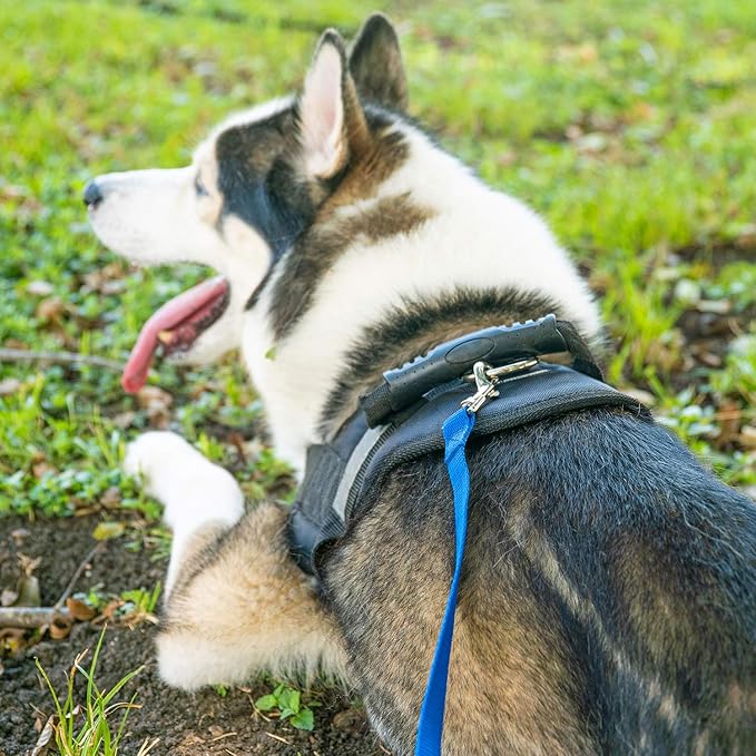 Hi Kiss Dog/Puppy Obedience Recall Training Agility Lead - 15ft 20ft 30ft 50ft 100ft Leash - Great for Play, Camping, or Backyard - Black