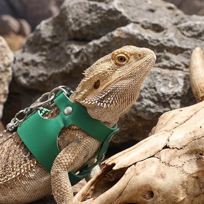 3 Pack Bearded Dragon Leash and Harness Set 3 Size Adjustable Lizard Harness Bearded Dragon Outfits for Reptile Small Animals Training Walking, Easy to Put on and Take Off (Green)