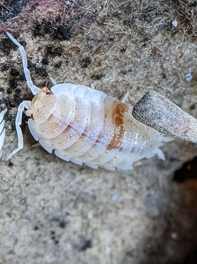 Ordinary Feed Co. Live Orange Dalmatian (Porcellio Scaber) Isopod - Cleanup Crew, Reptile & Amphibian Food (10 Count)