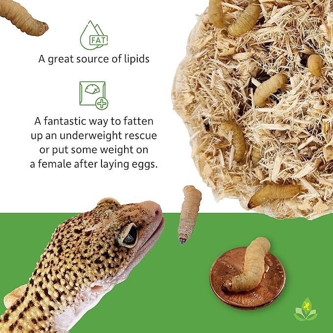 Josh's Frogs Waxworms (250 Count) for Reptiles & Amphibians