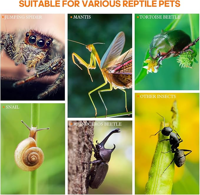 Jumping Spider Enclosure, Small Acrylic Spider Terrarium, Tarantula Spider Box, Magnetic Front & Top Opening, Bug Habitat for Jumping Spiders, Tarantulas, Praying Mantis, Snails