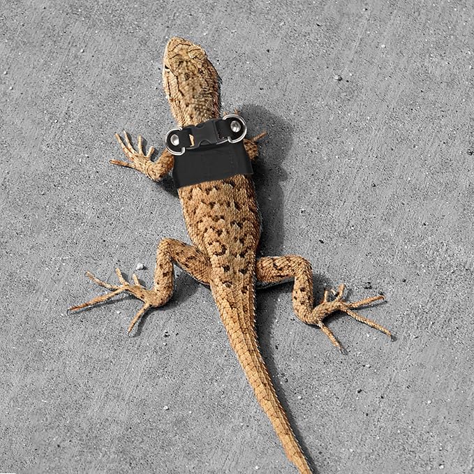 Bearded Dragon Leash and Harness Set, Reptile Walking Accessories Outdoor Safety Equipment for Small Pet Lizards Geckos and Chameleons