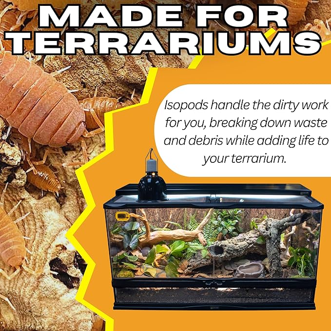 40ct Powder Orange Isopods (Porcellionides Pruinosus) Cleanup Crew & Reptile Food