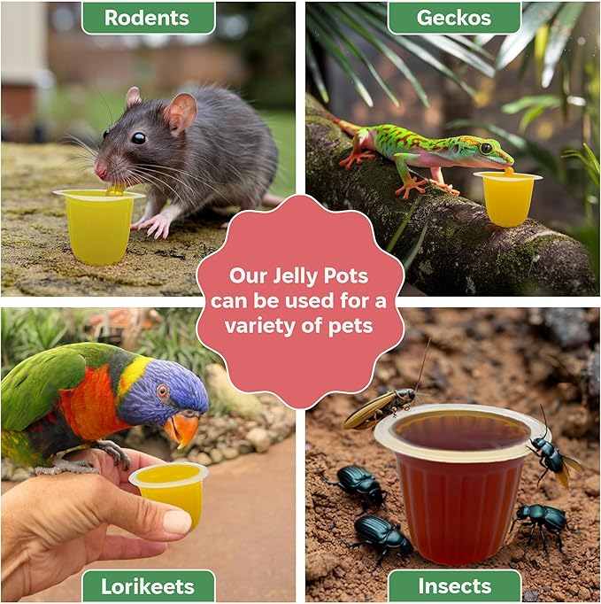 Snout and Shell Beetle Jelly for Exotic Pets – Nutrient-Rich Feeding Gel for Beetles, Insects, and Small Reptiles – Easy to Use, Mess-Free - Banana