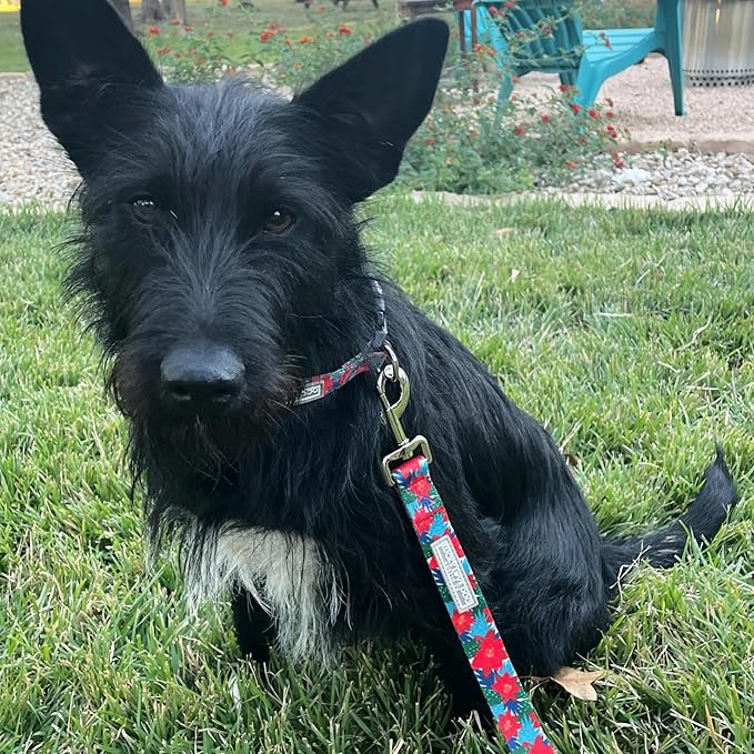 Lucky Love Dog - Easy Click Noel Dog Collar with Leash Set Combo, Durable & Comfortable for Male & Female Dogs, Pet Collar for Small Dogs, Secure Fit - Noel Combo, XS