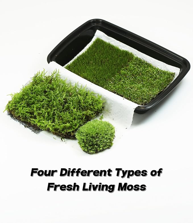 Moss Terrarium Beding Live Moss Terrarium Moss Composite Set (2 Style Moss Combination)