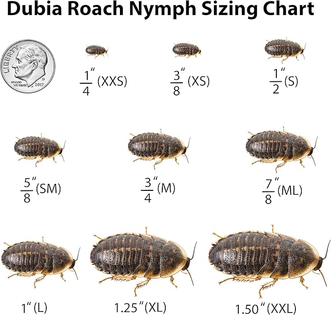 Dubia Roaches – Food for Reptiles, Tarantulas, Bearded Dragons, Geckos, and Insect-Eating Pets – High Protein, Easy to Digest, Healthier Alternative to Crickets (1/4", 500 Count)