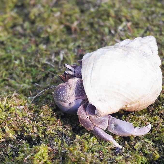 1lb Hermit Crabs Substrate, Ideal for Hermit Crab Supplies for Tank Habitat