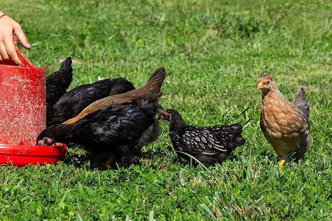 New Country Organics | Organic Grower/Broiler Feed for Growing Chickens | Soy-Free | 19% Protein | Certified Organic and Non-GMO | 40 lbs