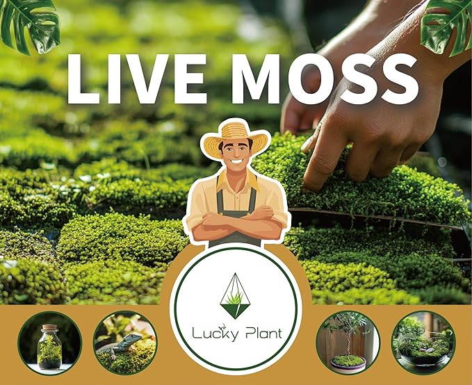LUCKYRUNES Live Moss for Reptiles - Terrarium Moss for Reptiles Peat Moss for Reptiles Habitat Bedding Moss for Snakes Turtle Frog Gecko and Other Reptiles Substrate 50 Square inches Live Moss