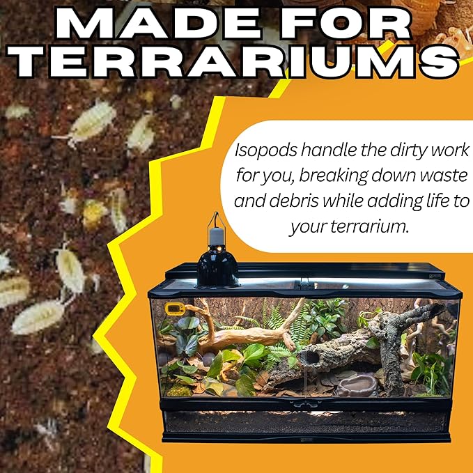 25ct Dwarf White & 8oz Springtails Isopods Live Bioactive Clean Up Crew Bundle Reptile Amphibian Food Bundle