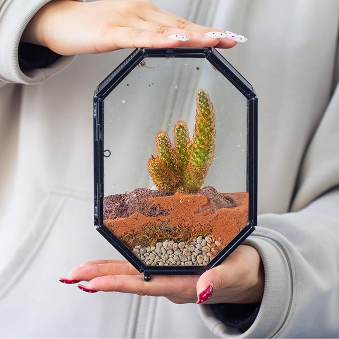 NCYP Mini Vented Glass Terrarium with Vent and Door for Jumping Spiders - Octagon Small Spider Enclosure, Black, Tabletop Decor, 5 x 2.3 x 7 Inches (Terrarium Only)