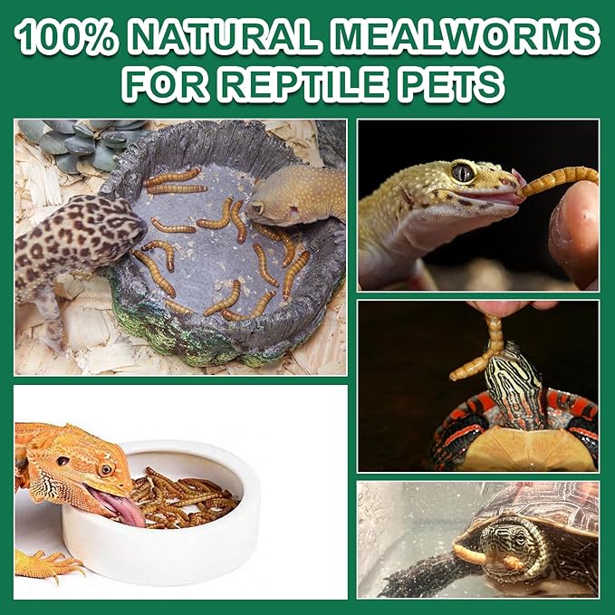 Dried Mealworm for Reptiles - High Protein Reptile Food for Bearded Dragons Turtles, Geckos, Snakes, Frogs Chickens, Birds, Hamsters & Hedgehogs（9oz）