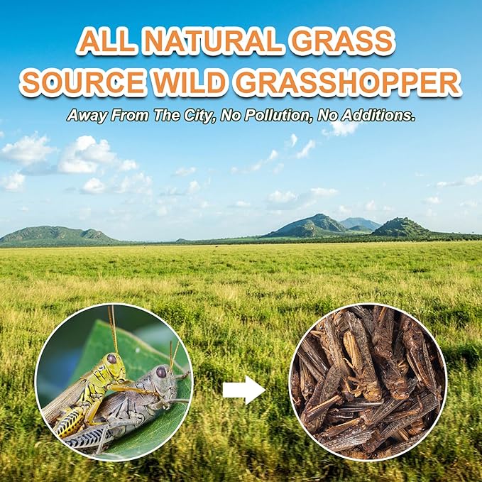 Dried Grasshoppers for Reptiles - All Natural High Protein Insect Treats for Bearded Dragons, Turtles, Geckos, Lizards, Hedgehogs & Birds (3.5oz)