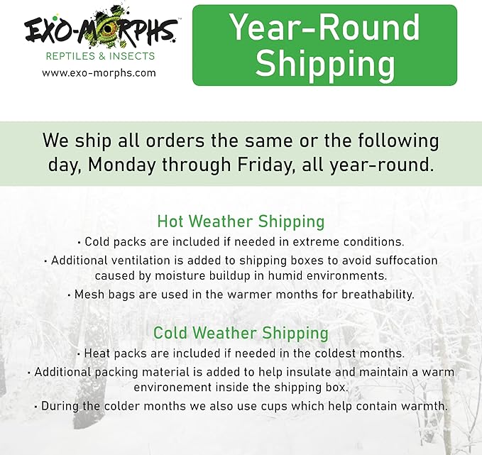 200 ct Small Dubia Roaches | 1/8-1/4 Inch | Live Arrival Guaranteed | Shipped in Mesh Bag
