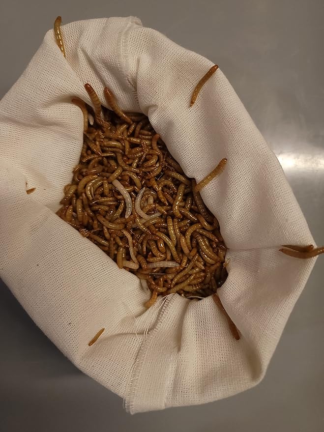 Predator Foods Bulk Live Mealworms - 1500 Count (Small - ~0.25")