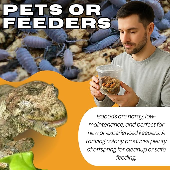 Live 10ct Powder Blue Isopods (Porcellionides Pruinosus) Cleanup Crew & Reptile Food
