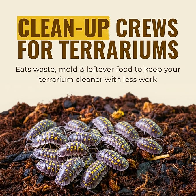 12+ Armadillidium Yellow Spotted Gestroi - Live Isopods for BioActive Terrariums, Vivarium Clean-up Crews, and Reptile Food