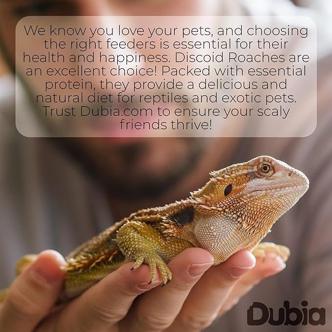 Dubia.com 50 Medium 1/2" 3/4" Discoid Roaches Live, Feeder Insect for Reptiles & Amphibians, NutrientRich Roach Bug, Manageable Size, Easy Care, Hardy Nature and No Odors